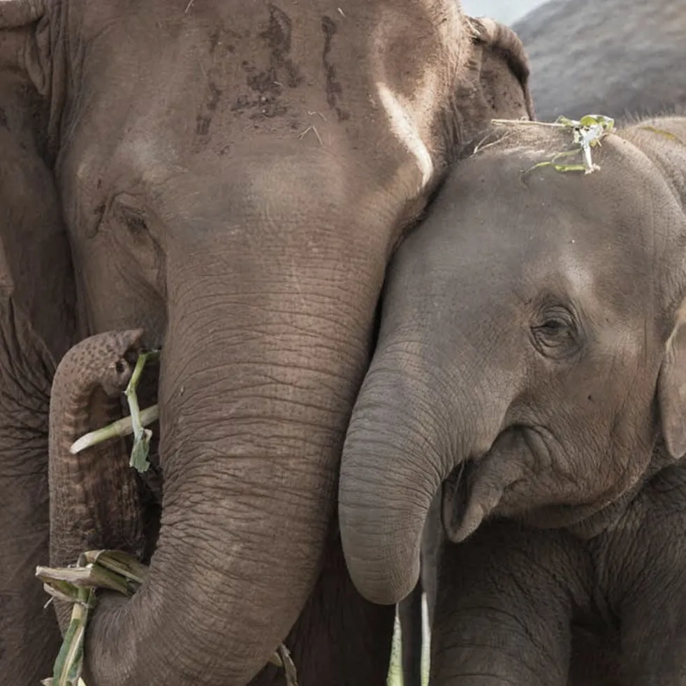 Elephant Love Gold Necklace